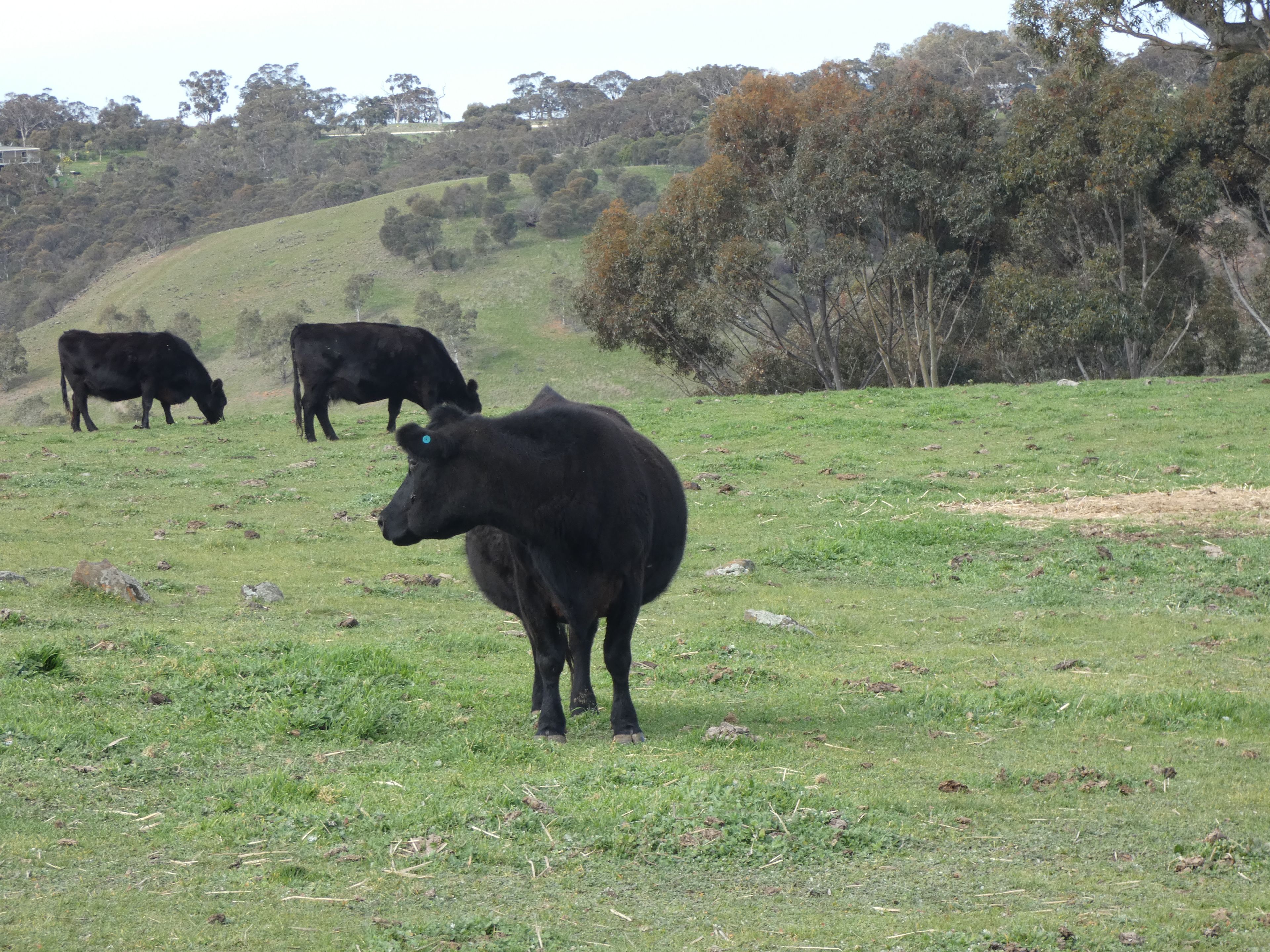 82F Treutler Road, Wistow, SA 5251