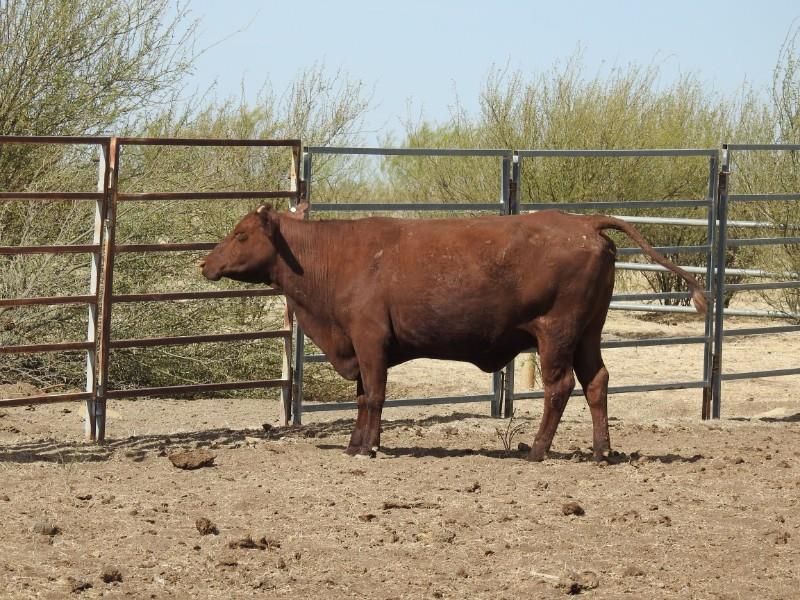 Hughenden, QLD Livestock Cattle Sold
