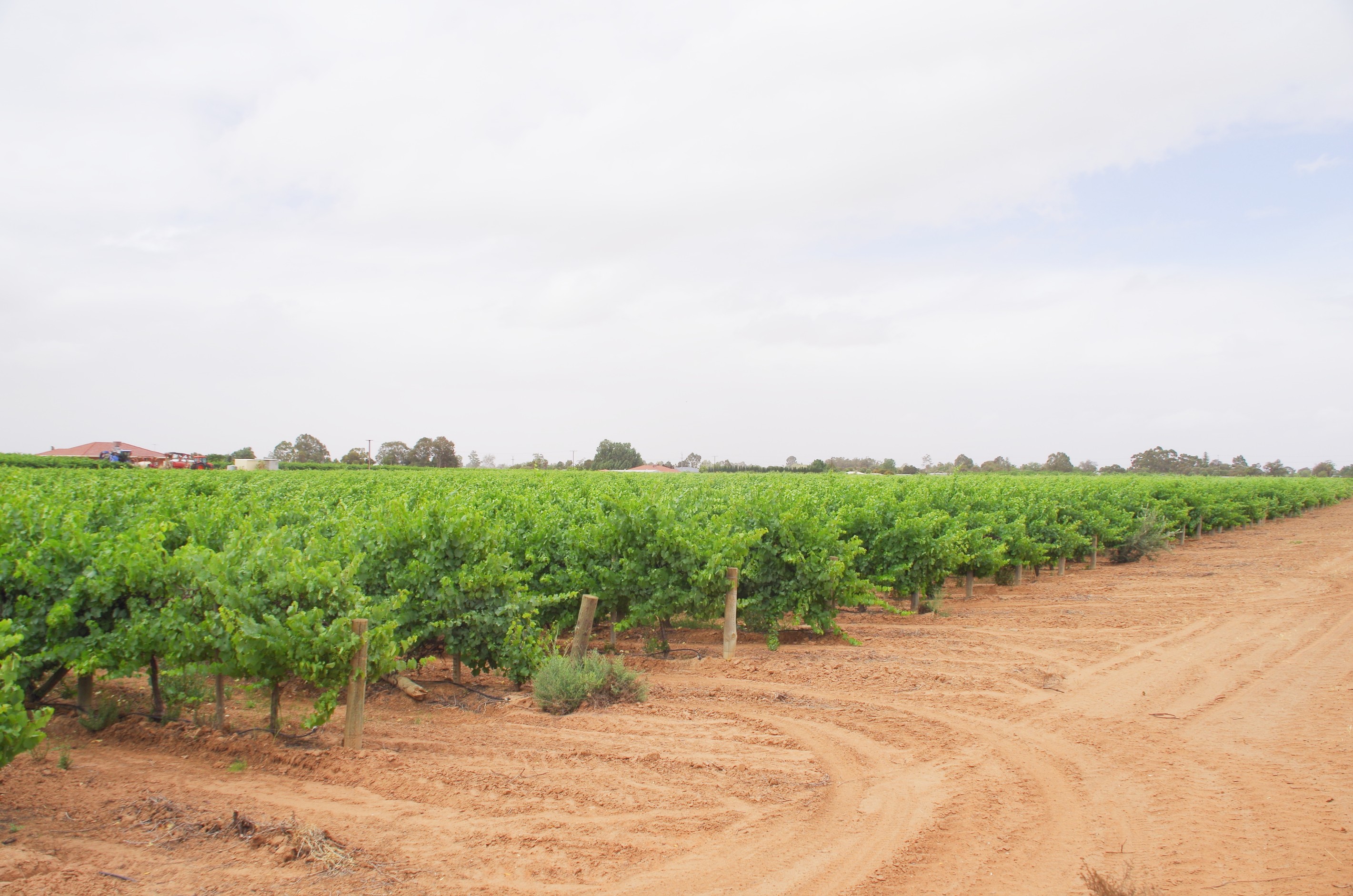 732 Chowilla Street, Renmark West, SA 5341