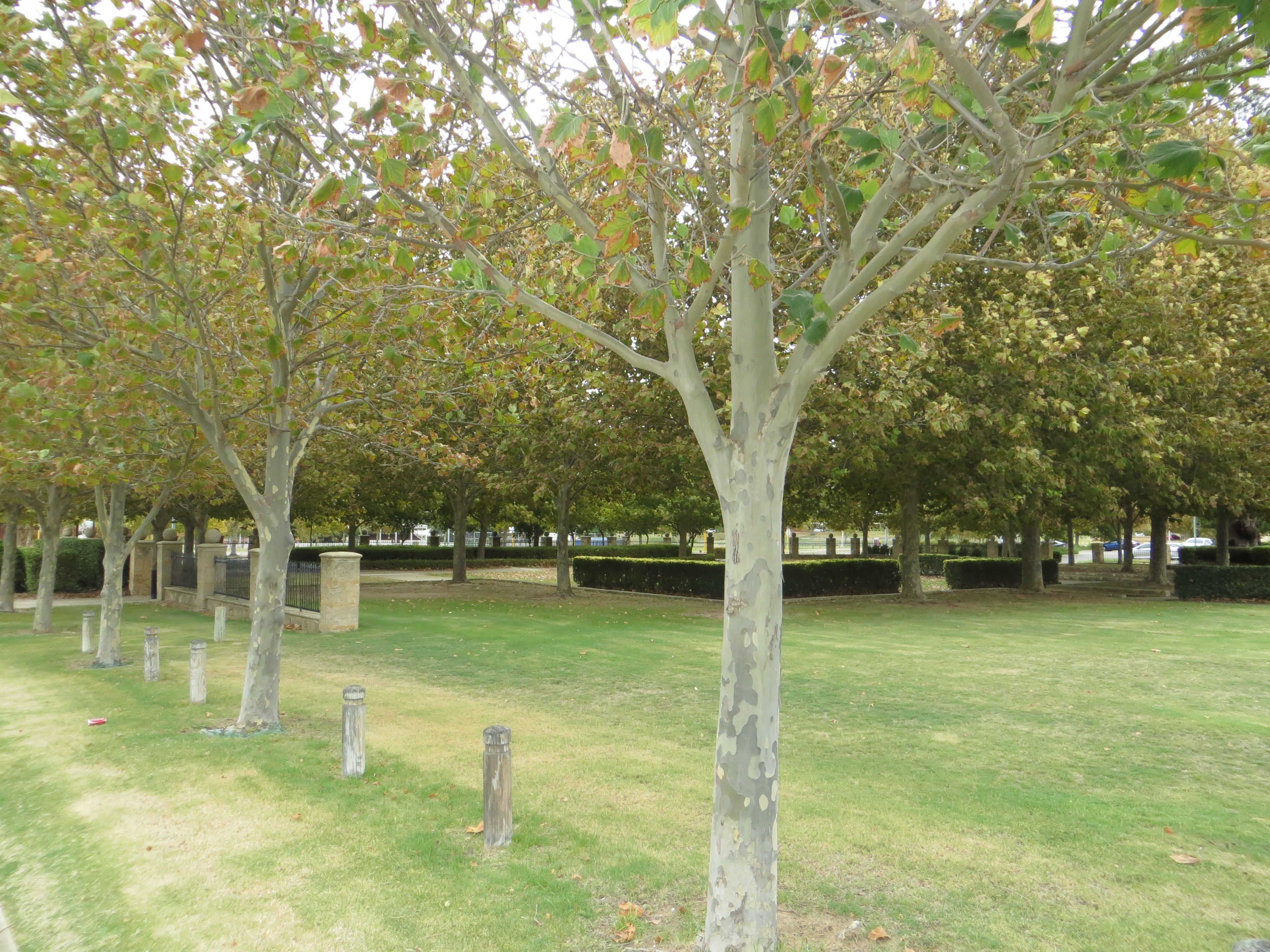 64B Clyde Avenue, Baldivis, WA 6171