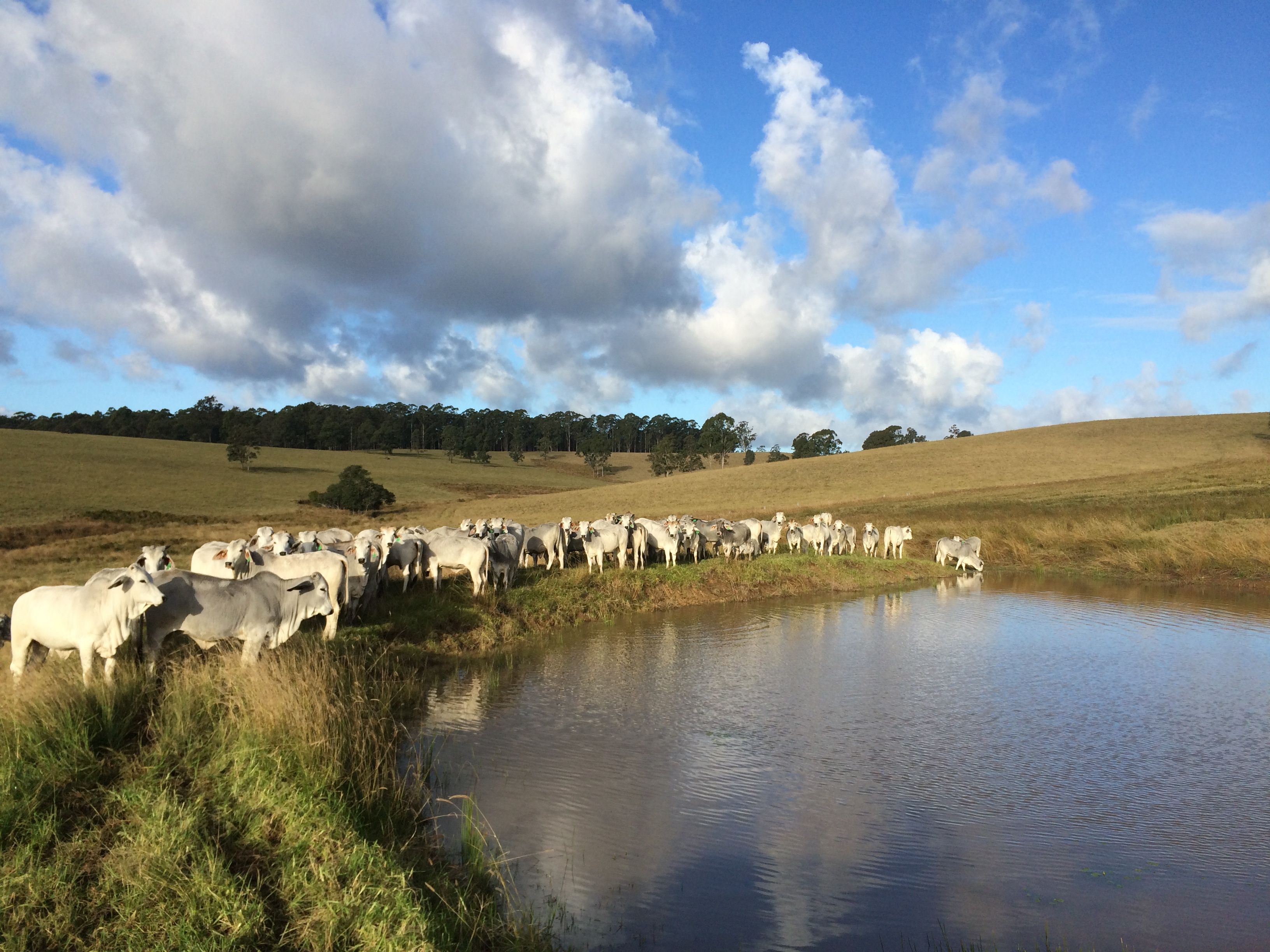 1 Clarence Way, Tunglebung, NSW 2469